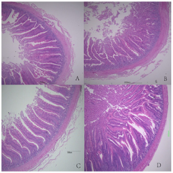 Histological figures of duodenum.