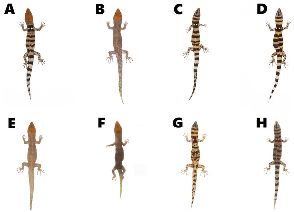 Color pattern variation in Sphaerodactylus samanensis between Eastern and Western specimens.