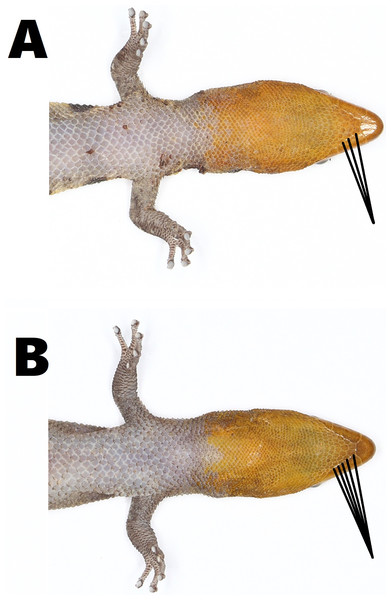 Variation in the size of gular scales (pointed with black lines) of Sphaerodactylus samanensis.