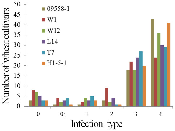 Number of wheat cultivars and breeding lines showing different infections in seedlings when tested with six isolates of Blumeria graminis f. sp. tritici.