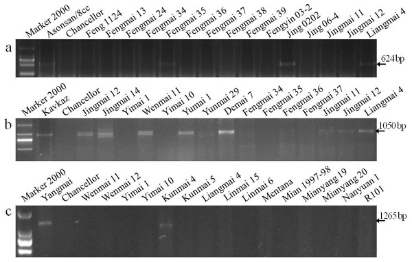 Electrophoretograms of primers for different Pm genes.