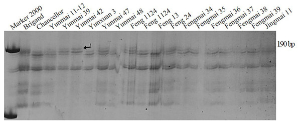 Amplification result for parts of wheat varieties amplified with premier Xgwm159 of Pm16.