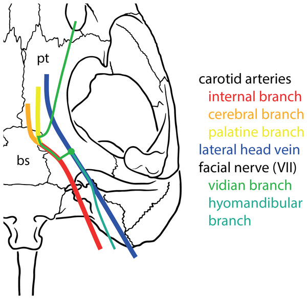 Basic scheme of internal carotid artery, lateral head vein, and facial nerve systems in turtles.