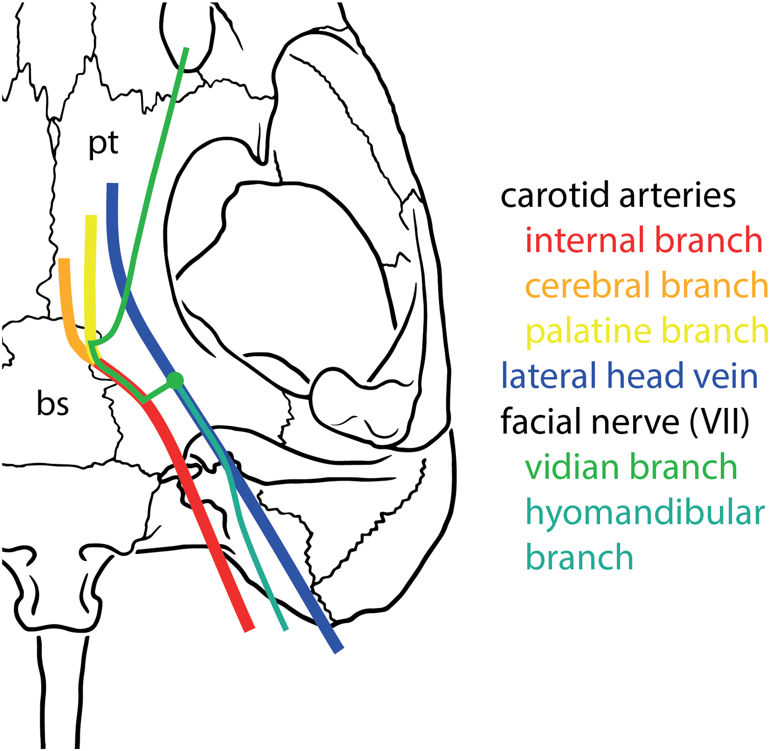 internal carotid nerve