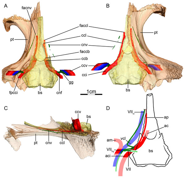 The carotid circulation and vidian canal system of Chelydra serpentina (SMF 32846).
