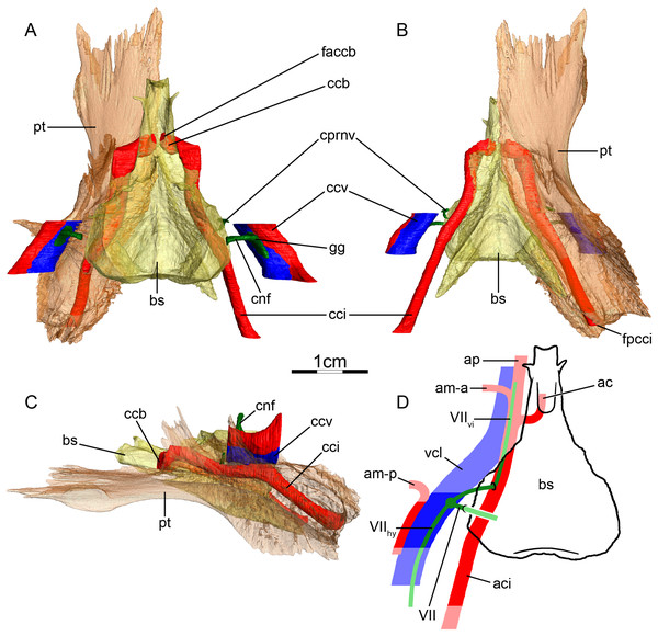 The carotid circulation and vidian canal system of Eretmochelys imbricata (FMNH 22242).