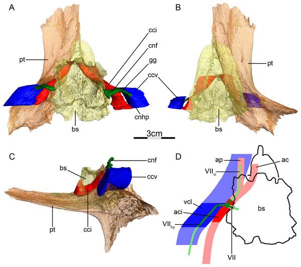 The carotid circulation and vidian canal system of Dermochelys coriacea (FMNH 171756).