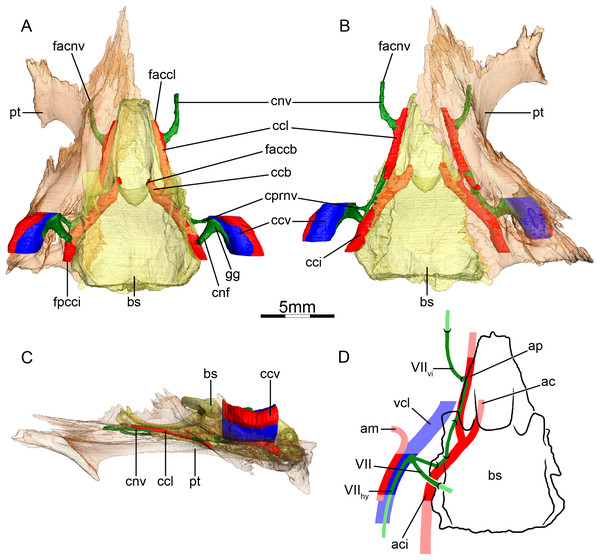 The carotid circulation and vidian canal system of Glyptemys insculpta (FMNH 22240).