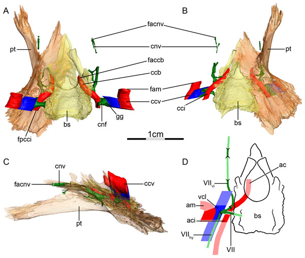 The carotid circulation and vidian canal system of Gopherus agassizii (FMNH 216746).