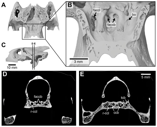 Asymmetry in osteological correlates for the palatine artery in Manouria impressa (SMF 69777).