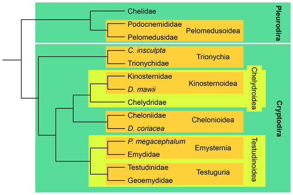 Simplified phylogenetic tree showing the relationships between crown clades turtles, following Crawford et al. (2015).