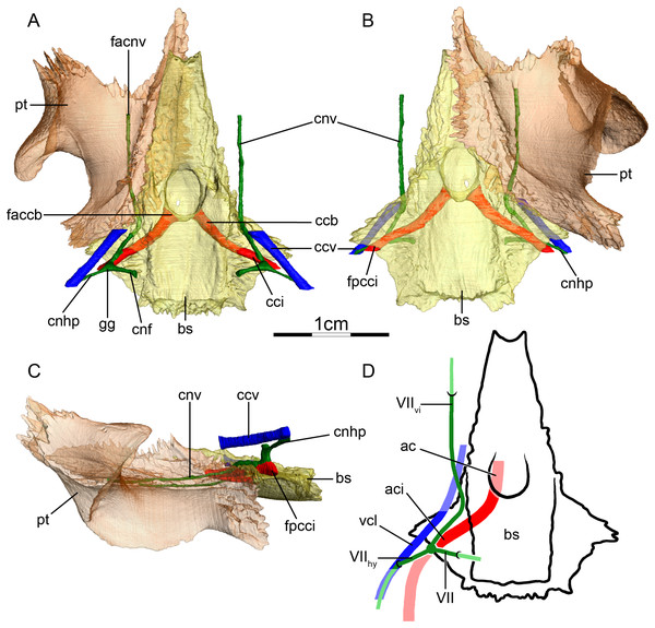 The carotid circulation and vidian canal system of Pelusios subniger (NMB 16230).