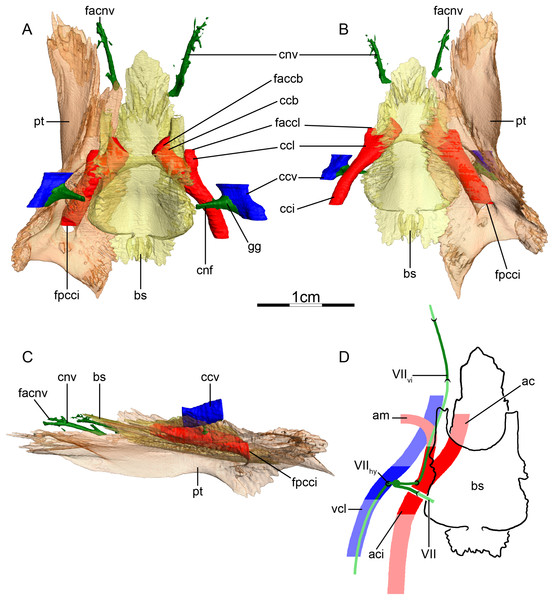 The carotid circulation and vidian canal system of Apalone spinifera (FMNH 22178).