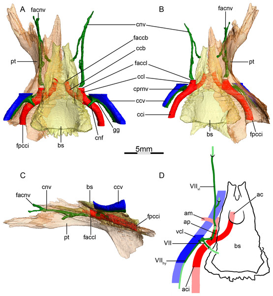 The carotid circulation and vidian canal system of Sternotherus minor (FMNH 211696).