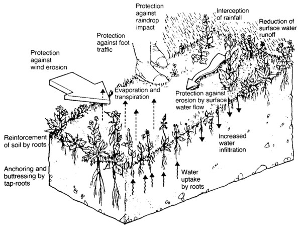 Role of vegetation (Source: Coppin & Richards (1990), © CIRIA).