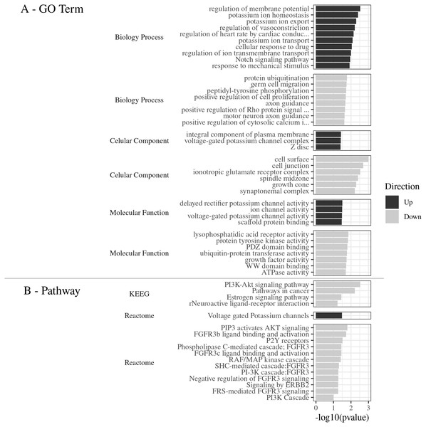 (A) GO Term. Functional classification of DEGs for the Gene Ontology categories. (B) Pathways. The most significant metabolic pathways identified by KEGG and Reactome.