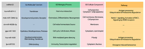 The GO terms and Reactome pathways related to the most probable targets of each candidate miRNAs from all species.