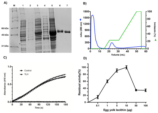 Recombinant overexpression, purification, and refolding of VpTLH.