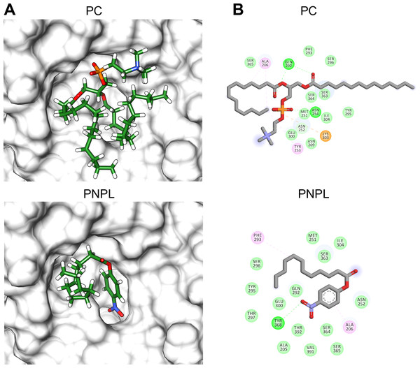 Molecular docking (A) and interaction maps (B) of substrates into Vp TLH active site.