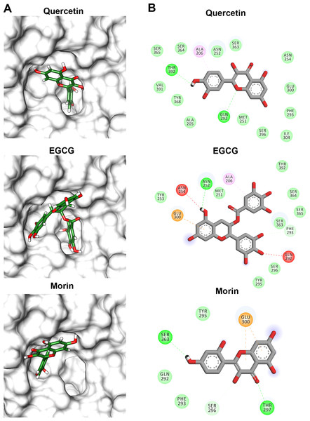 Molecular docking (A) and interaction map (B) of flavonoids into the Vp TLH active site.