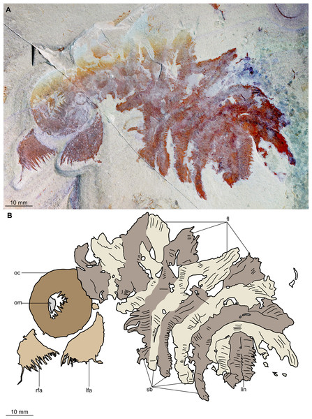 Buccaspinea cooperi gen. et sp. nov. from the Cambrian (Drumian) Marjum Formation in the House Range of Utah, USA.