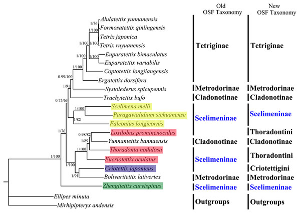 A phylogenetic tree obtained from BI and ML analysis based on the PCG123 dataset.