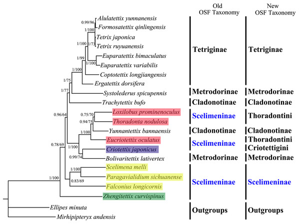 A phylogenetic tree obtained from BI and ML analysis based on the PCG12 dataset.