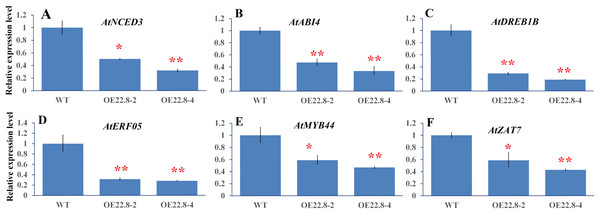 Expression profiles of ABA- and stress-related genes in WT and ClHSP22.8 overexpressing Arabidopsis plants.