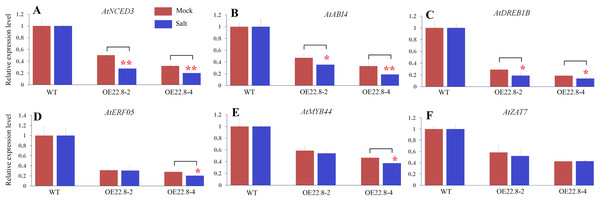 Expression profiles of ABA- and stress-related genes in three-week-old WT and ClHSP22.8 overexpressing Arabidopsis plants 24 h after salt treatment.