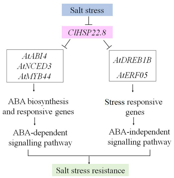 A proposed model for the roles of ClHSP22.8 in salt stress resistance in Arabidopsis.
