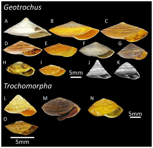 The variation of shell forms of 11 Geotrochus species and four Trochomorpha species in Sabah.