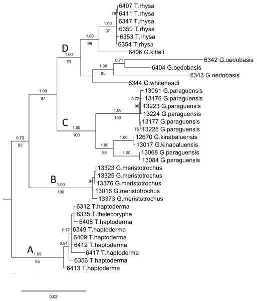 Bayesian inference tree of Geotrochus and Trochomorpha spp. based on concatenated dataset of 16S rDNA, COI and ITS-1 rooted to Everettia klemmantanica.