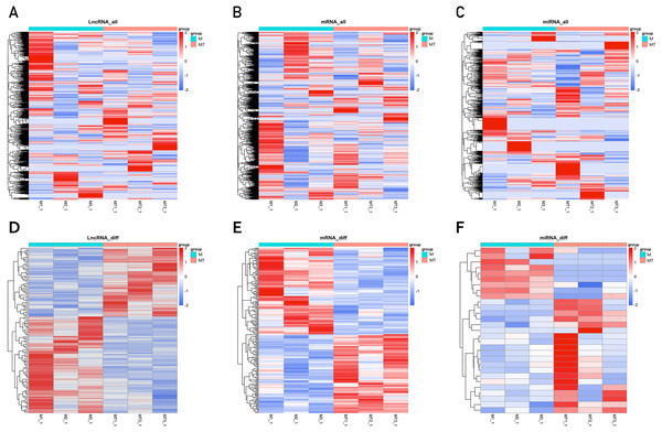 Clustering heat maps of differentially expressed lncRNA (A and D), mRNA (B and E) and miRNA (C and F).