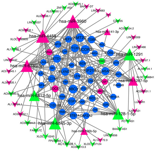 lncRNA‐miRNA‐mRNA networks.