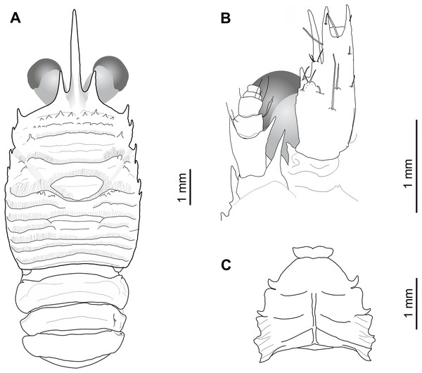 Munida diritas sp. nov., holotype, male (CL 4.9 mm), MNHNCL DEC-15175, Seamount SF 9 off Chile; 25°46.8′S, 83°9.6′W; 200 m depth.