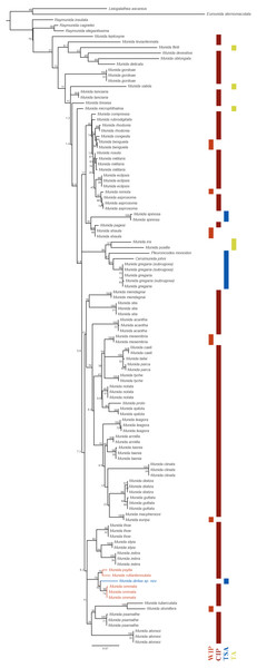 Phylogenetic relationships of Munida diritas sp. nov. with other Munida spp. based on 16S rRNA.