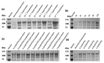 Soluble expression and purification of Bluetongue Virus Type 1 (BTV1 ...