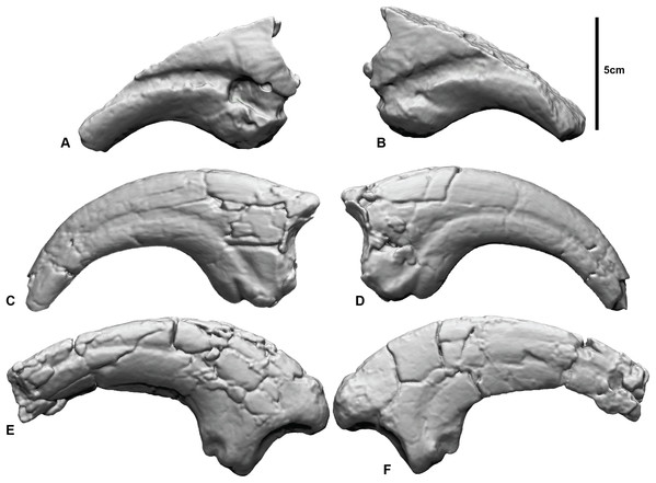 Megaraptorid manual unguals from the Cretaceous of Australia.
