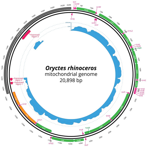 Circular representation of complete O. rhinoceros mitochondrial genome.