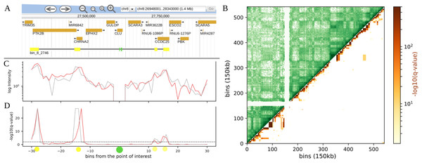 Example of visualization of long range contacts for: (A) regions, here enhancer-promoter contacts, for two 10 kb resolution Hi-C maps from human Fetal Brain cells. Contacts were calculated up to 30 bins distance each way from the point of interest. Top to bottom: a Jbrowse (Skinner et al., 2009) screenshot with genes and interaction profile representation (points of interest in green, their contact predictions in yellow); HiCEnterprise interaction profile plot with intensities (weighted by distance) and −log10 of FDR corrected p-values (q-values) with a threshold set at 0.01. (B) TADs, here HiCEnterprise visualization for 150 kb resolution Hi-C map of 17th chromosome from HUVEC. Left upper trianle: original Hi-C map contact frequencies; right lower triangle: −log10 of q-values of the interdomain interactions calculated with hypergeometric distribution.