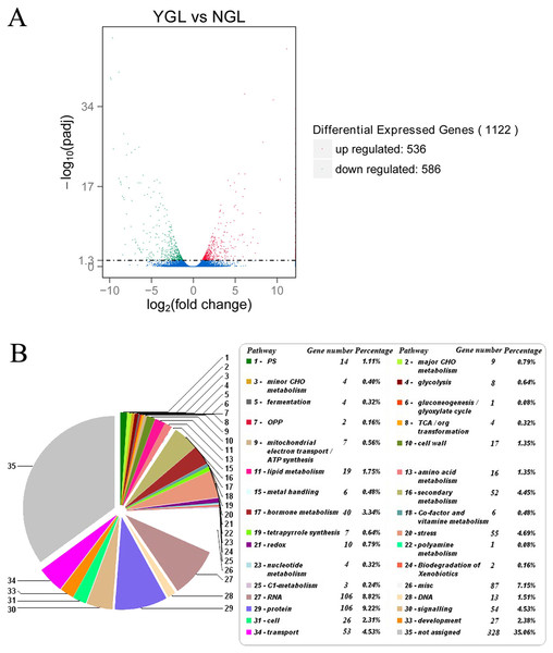 Differentially expressed genes and its enriched metabolic pathways between the yellow-green leaf mutant and the normal green leaf inbred line.