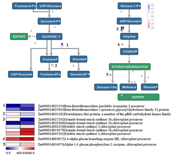 Differentially expressed genes involved in sucrose to starch conversion between the yellow-green leaf mutant and the normal green leaf inbred line.