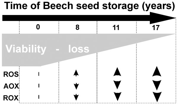 Characteristic of changes in beech seeds during long-term storage.
