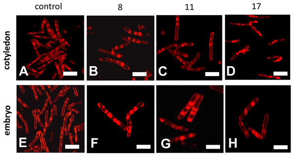Fluorescent images of mitochondrial structural changes in the embryonic axes and cotyledons common beech (Fagus sylvatica L.) seeds stored for 8, 11 and 17 years under optimal conditions.