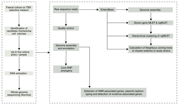 The study sample-processing flow diagram.