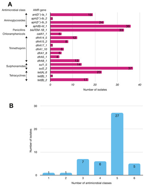 The prevalence of antimicrobial-associated genes detected in the study isolates.