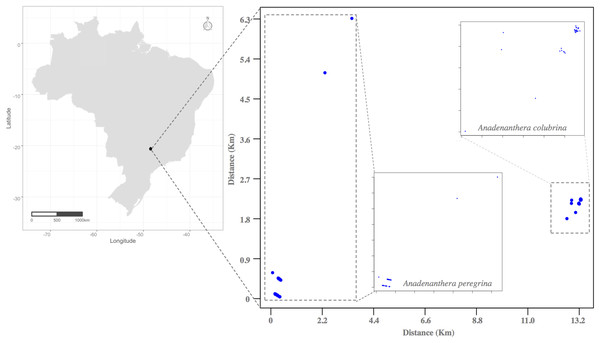 Location of the Atlantic Forest fragments studied in the municipality of Ribeirão Preto (São Paulo State, Southeastern Brazil), where individuals of the species Anadenanthera colubrina and A. peregrina were sampled.
