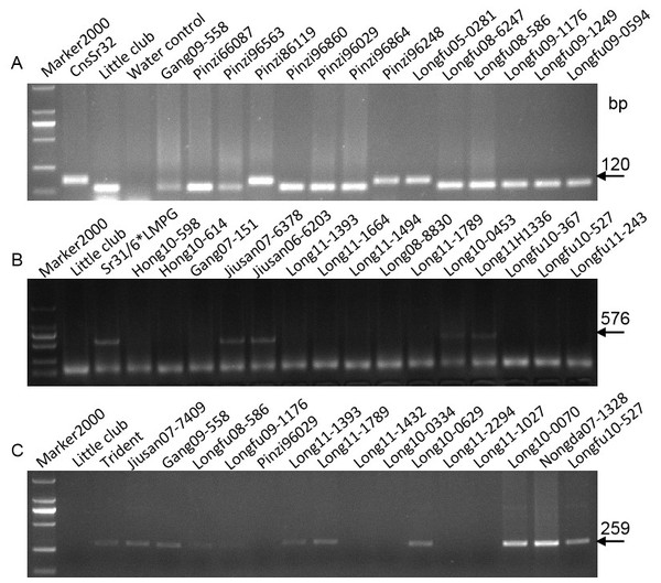 Electrophoretograms of primers for different Sr genes.