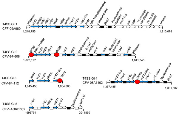 Schematics of representatives of the five types of T4SS genomic island found in CFs.