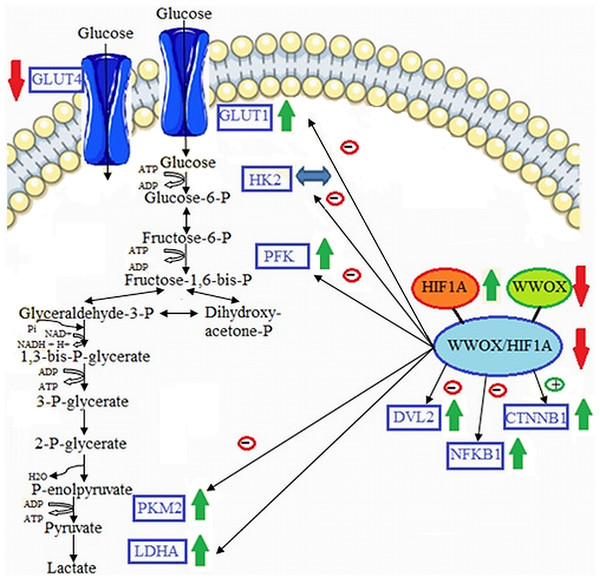 Proposed model of molecular connections between the components of the WWOX/HIF axis and the upregulation of glycolytic energy metabolism in leukocytes of diabetic patients.